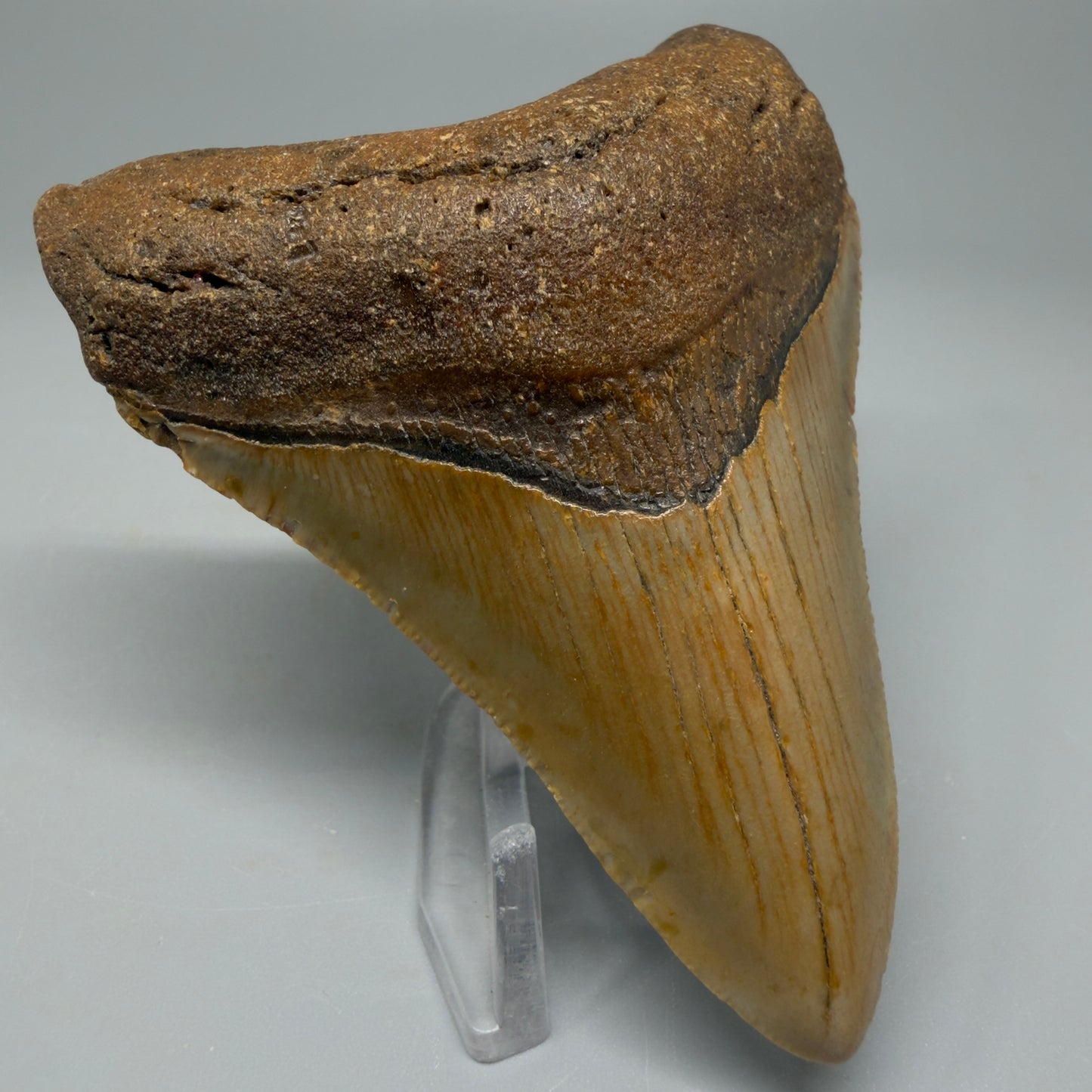Colorful 3.68" Fossil Megalodon Tooth from North Carolina CM5389 - Front Left