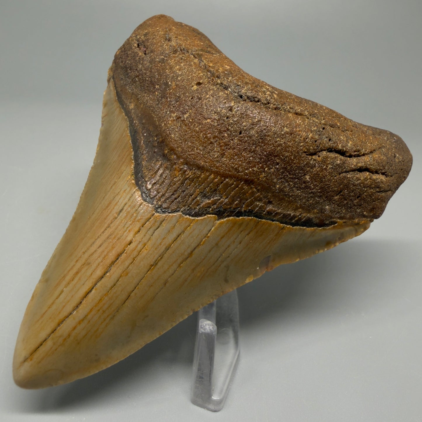 Colorful 3.68" Fossil Megalodon Tooth from North Carolina CM5389 - Front Right