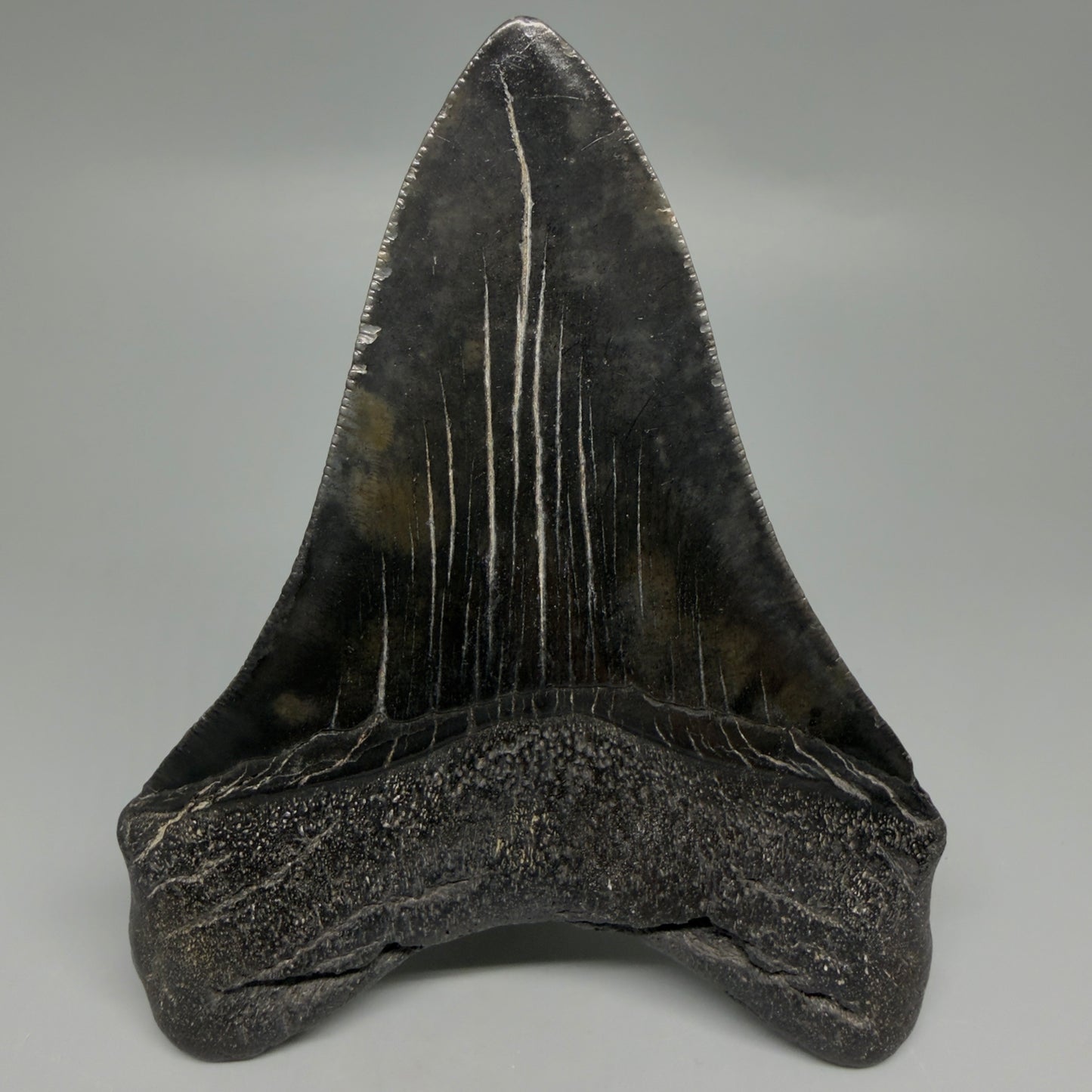 Back View Great Shape Complete Lower 4.70" Megalodon Tooth from South Carolina CM6261