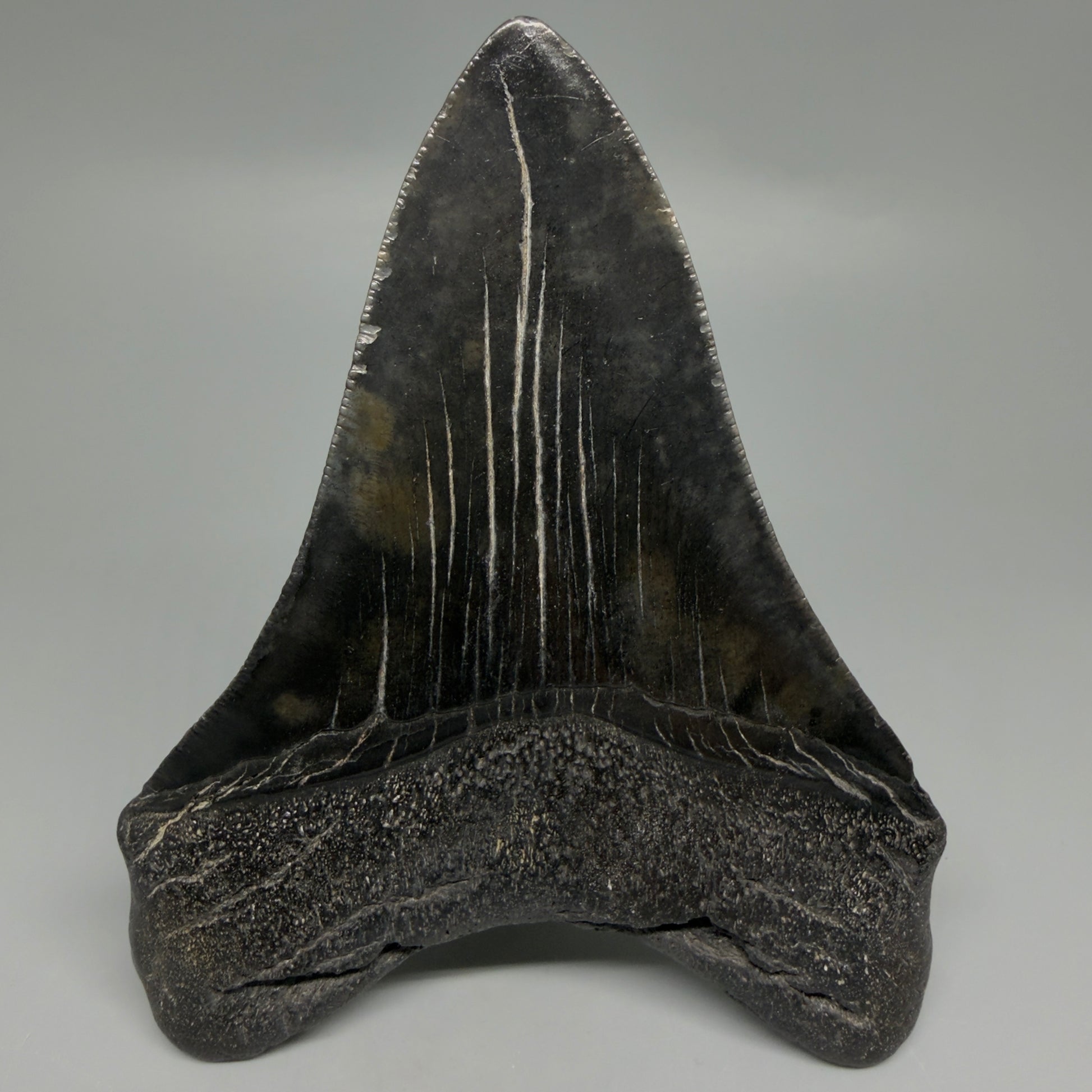 Back View Great Shape Complete Lower 4.70" Megalodon Tooth from South Carolina CM6261