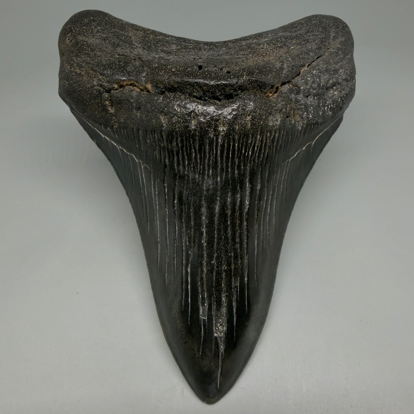 Front View Great Shape Complete Lower 4.70" Megalodon Tooth from South Carolina CM6261 - 1