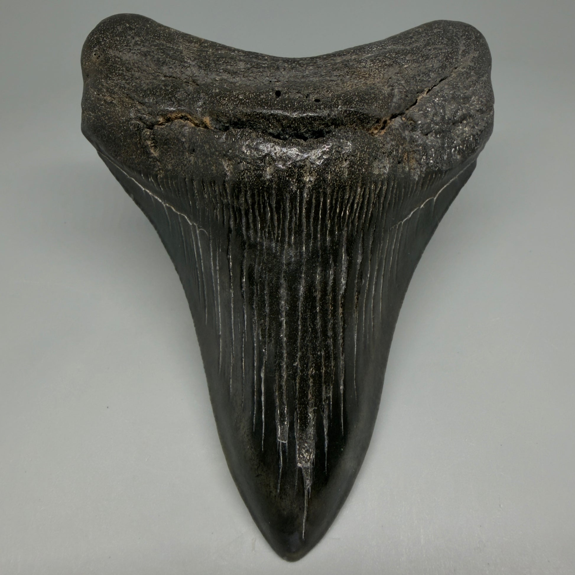 Front View Great Shape Complete Lower 4.70" Megalodon Tooth from South Carolina CM6261 - 1