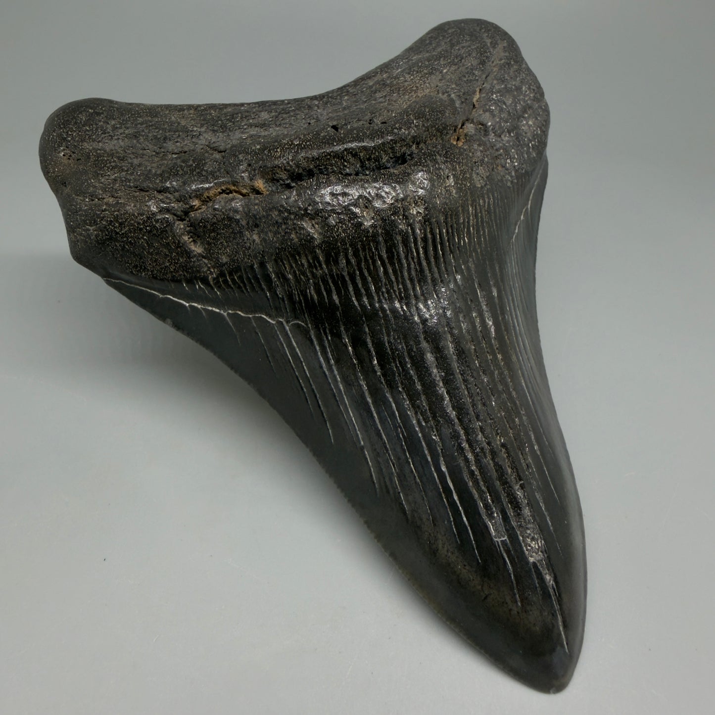 Front Left View Great Shape Complete Lower 4.70" Megalodon Tooth from South Carolina CM6261