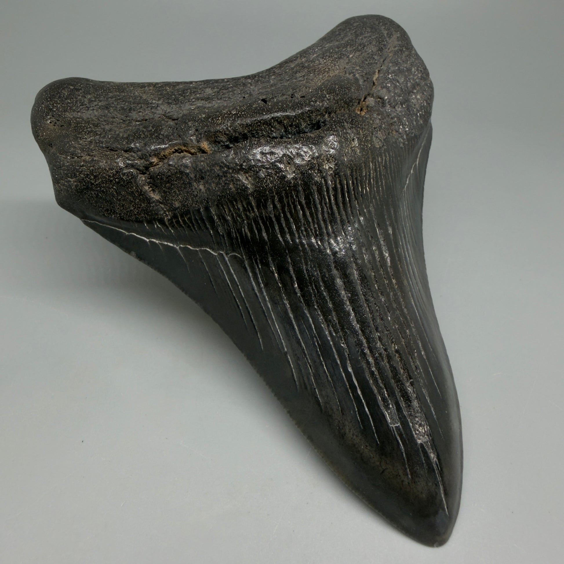 Front Left View Great Shape Complete Lower 4.70" Megalodon Tooth from South Carolina CM6261