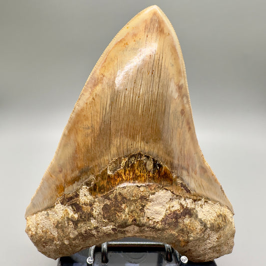 EXTRA LARGE 6.09" Fossil Monster Megalodon Tooth from Indonesia - Collector Quality CM4635 - Front