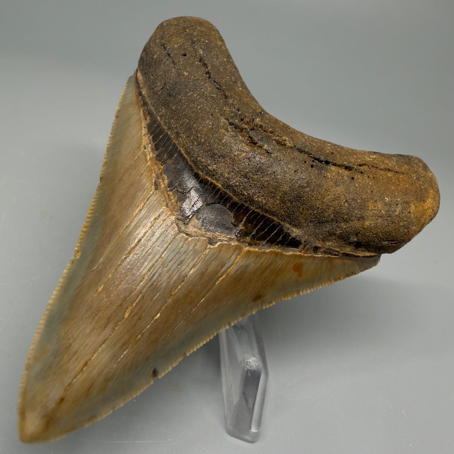 Front Right view 3.38″ Authentic Megalodon Tooth – North Carolina Fossil CM5395 