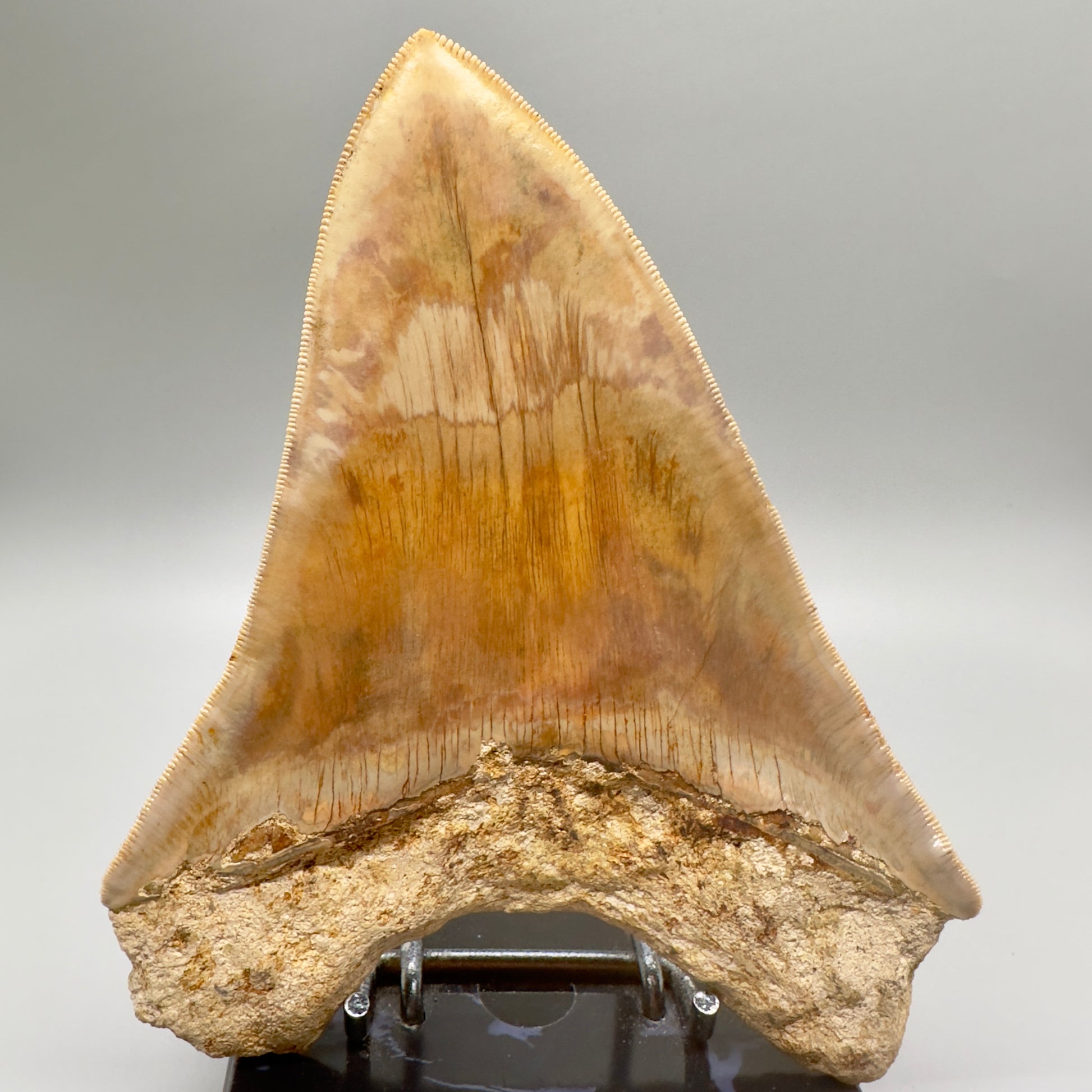 EXTRA LARGE 6.09" Fossil Monster Megalodon Tooth from Indonesia - Collector Quality CM4635 - Back
