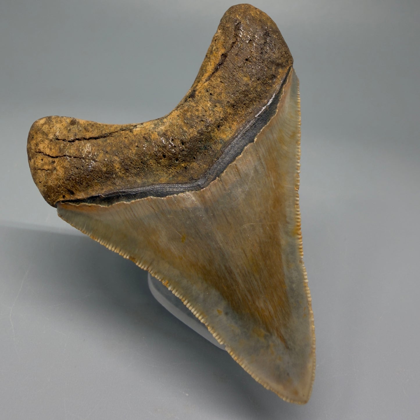 Back Left view 3.38″ Authentic Megalodon Tooth – North Carolina Fossil CM5395 
