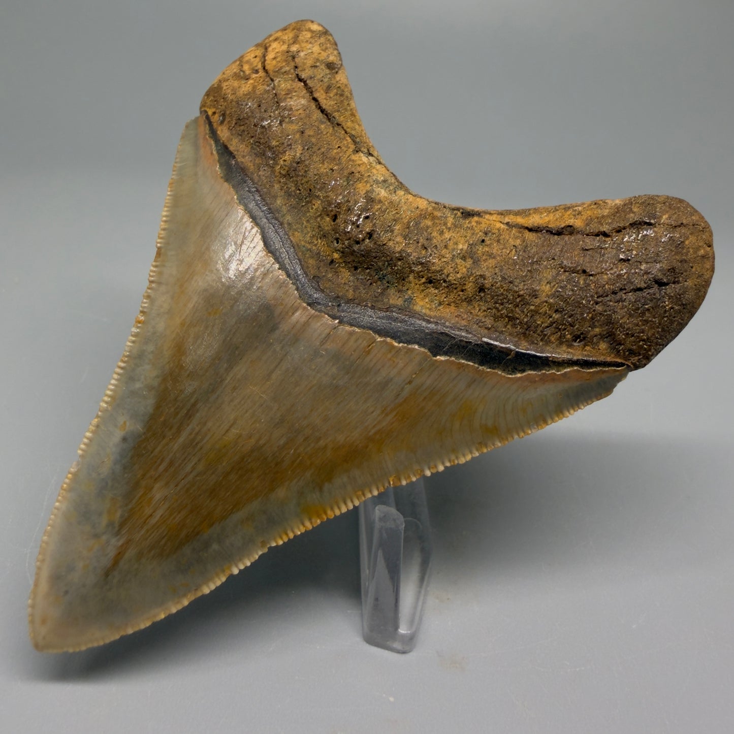 Back Right view 3.38″ Authentic Megalodon Tooth – North Carolina Fossil CM5395 