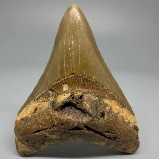 Front angle 3.60″ Authentic Megalodon Tooth from Offshore North Carolina CM5388