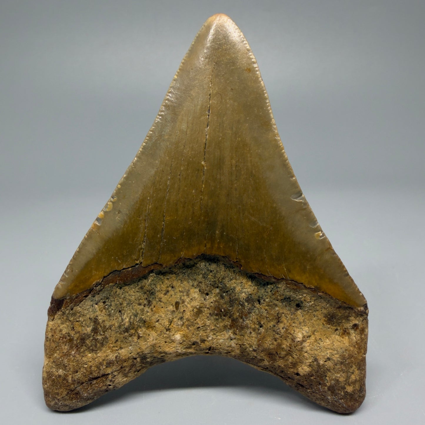 Back view 3.60″ Authentic Megalodon Tooth from Offshore North Carolina CM5388