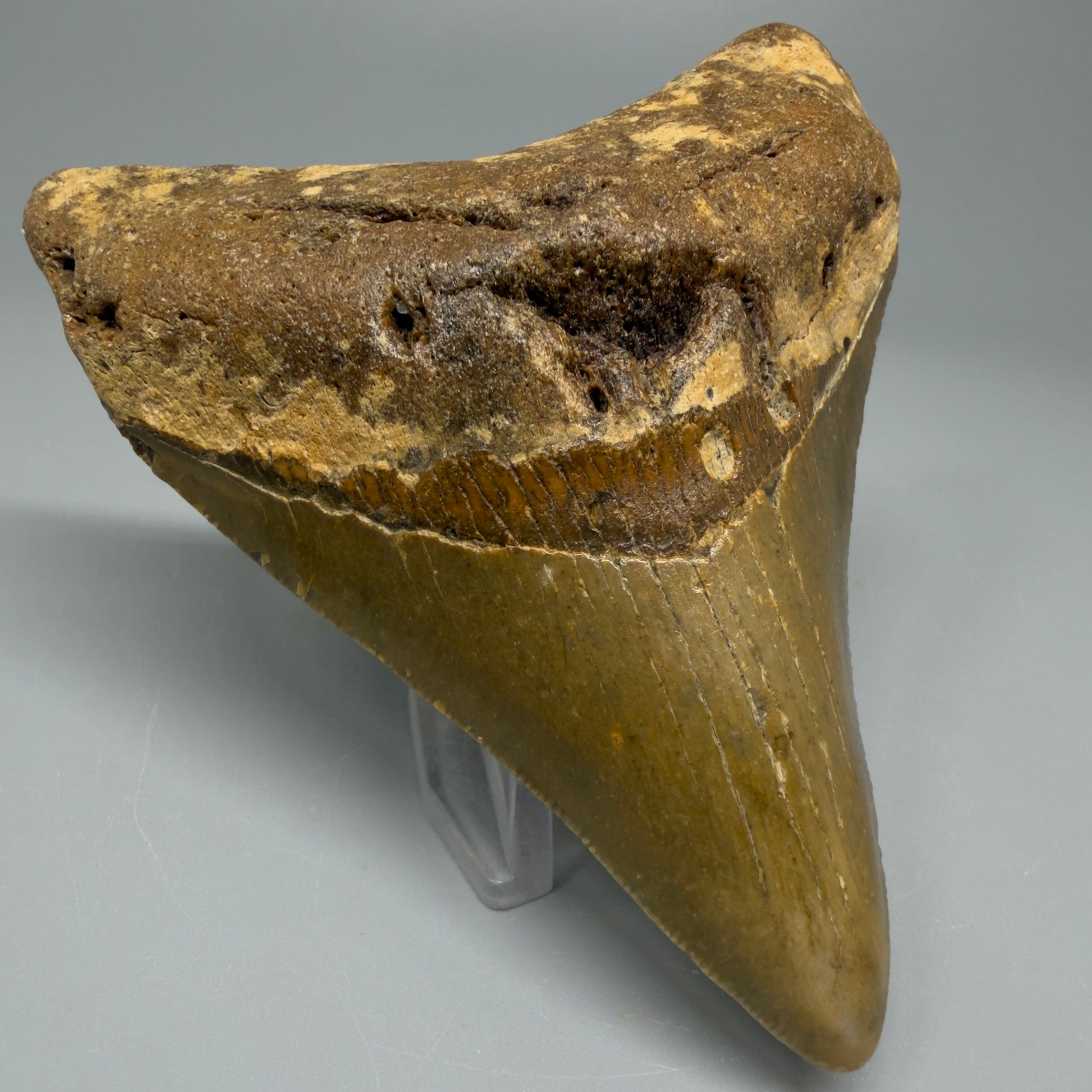 Front Left angle 3.60″ Authentic Megalodon Tooth from Offshore North Carolina CM5388