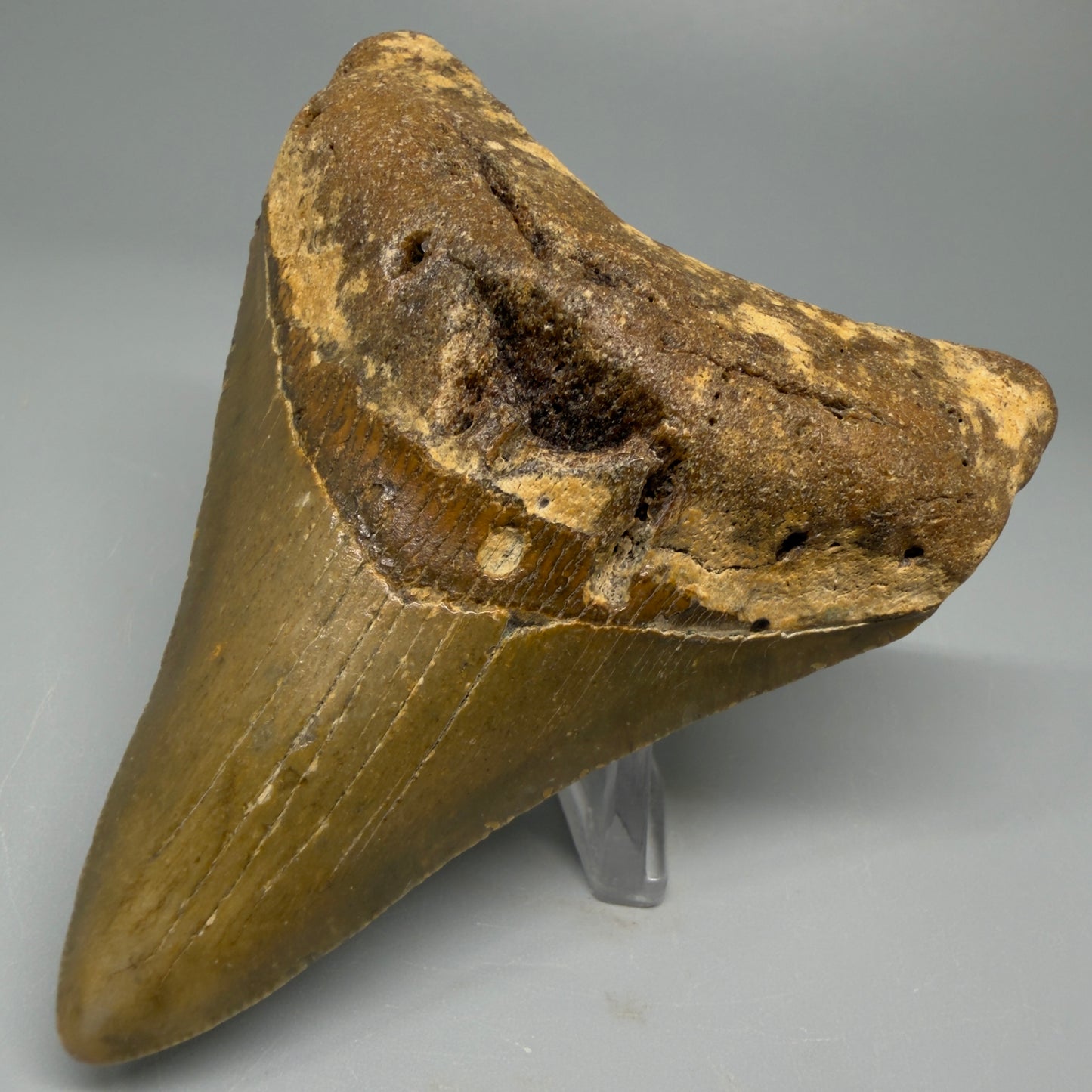 Front Right angle 3.60″ Authentic Megalodon Tooth from Offshore North Carolina CM5388