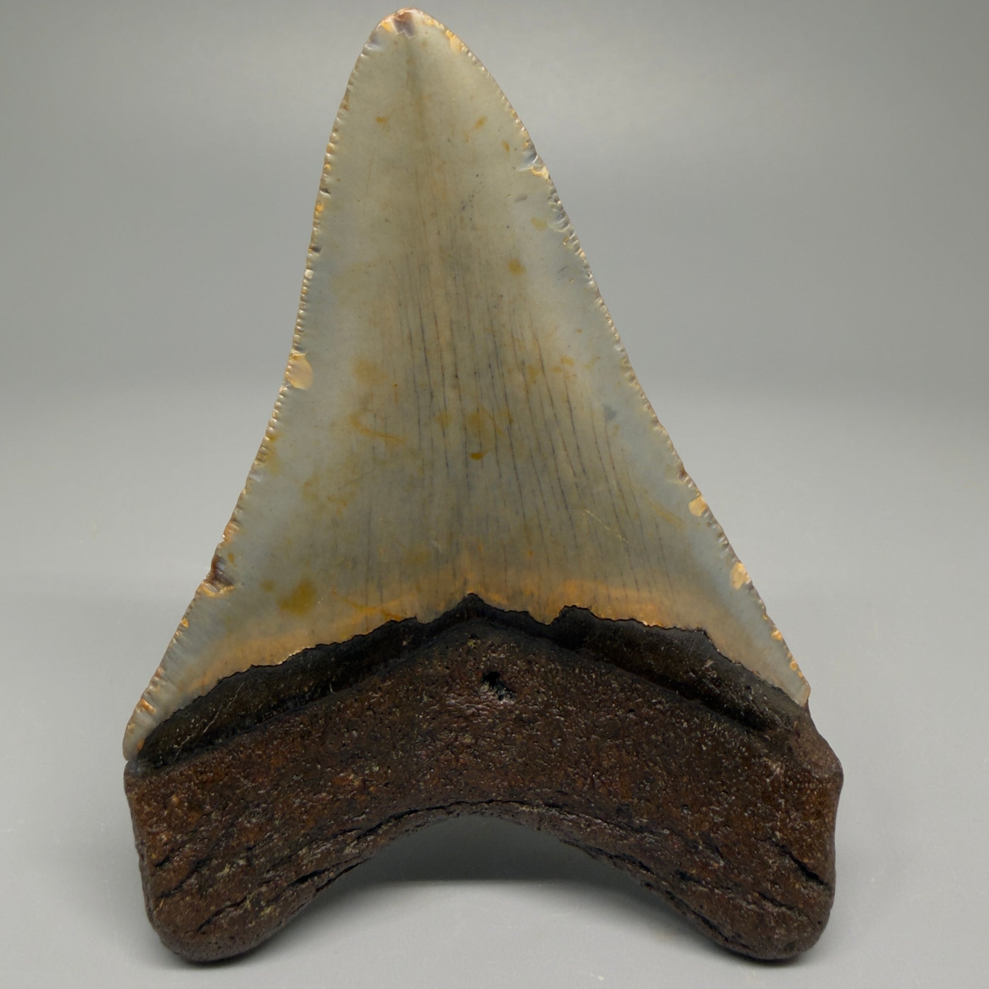 Colorful 3.87" Fossil Megalodon Tooth from North Carolina CM5390 - Back