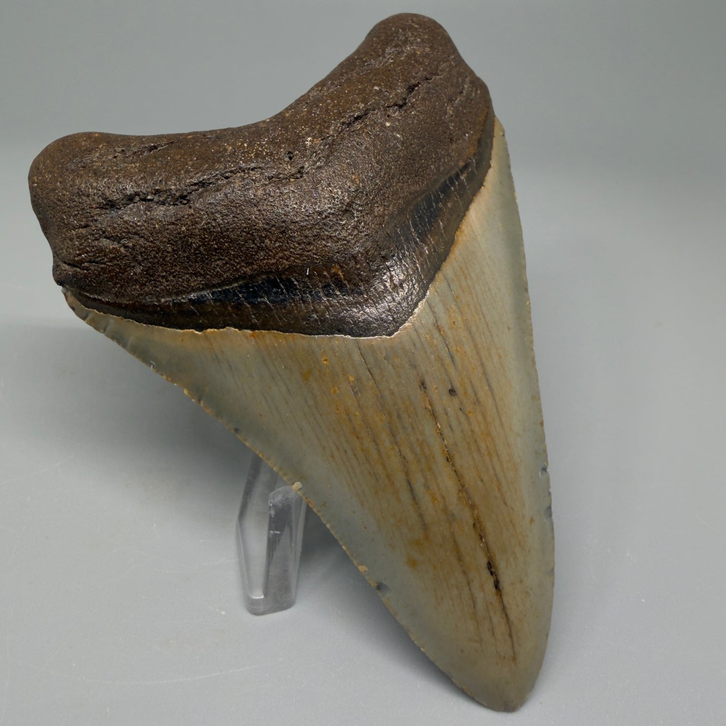 Colorful 3.87" Fossil Megalodon Tooth from North Carolina CM5390 - Front Left
