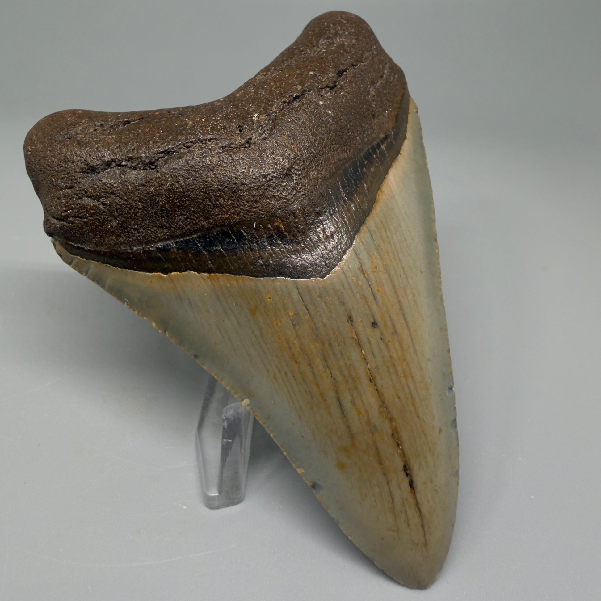 Colorful 3.87" Fossil Megalodon Tooth from North Carolina CM5390 - Front Left