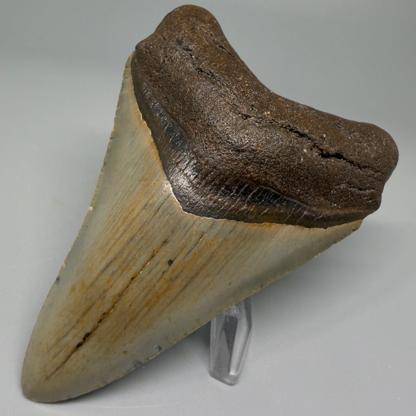 Colorful 3.87" Fossil Megalodon Tooth from North Carolina CM5390 - Front Right