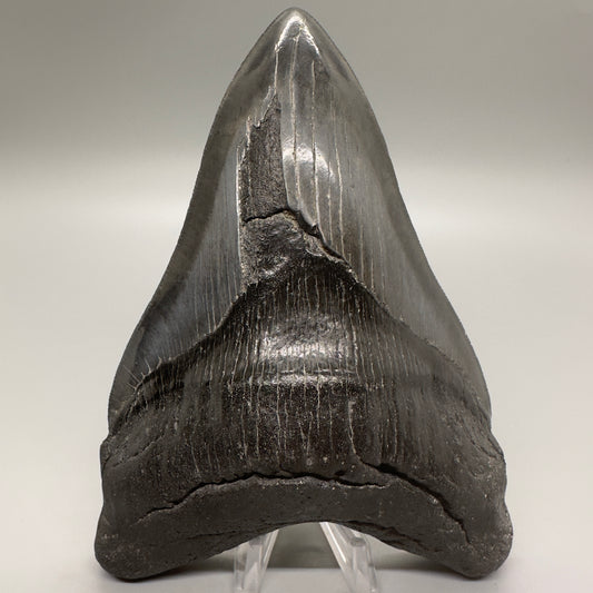 EXTRA LARGE 6.04" Fossil Megalodon Tooth: Scuba Diving, USA CM4633 - Front 