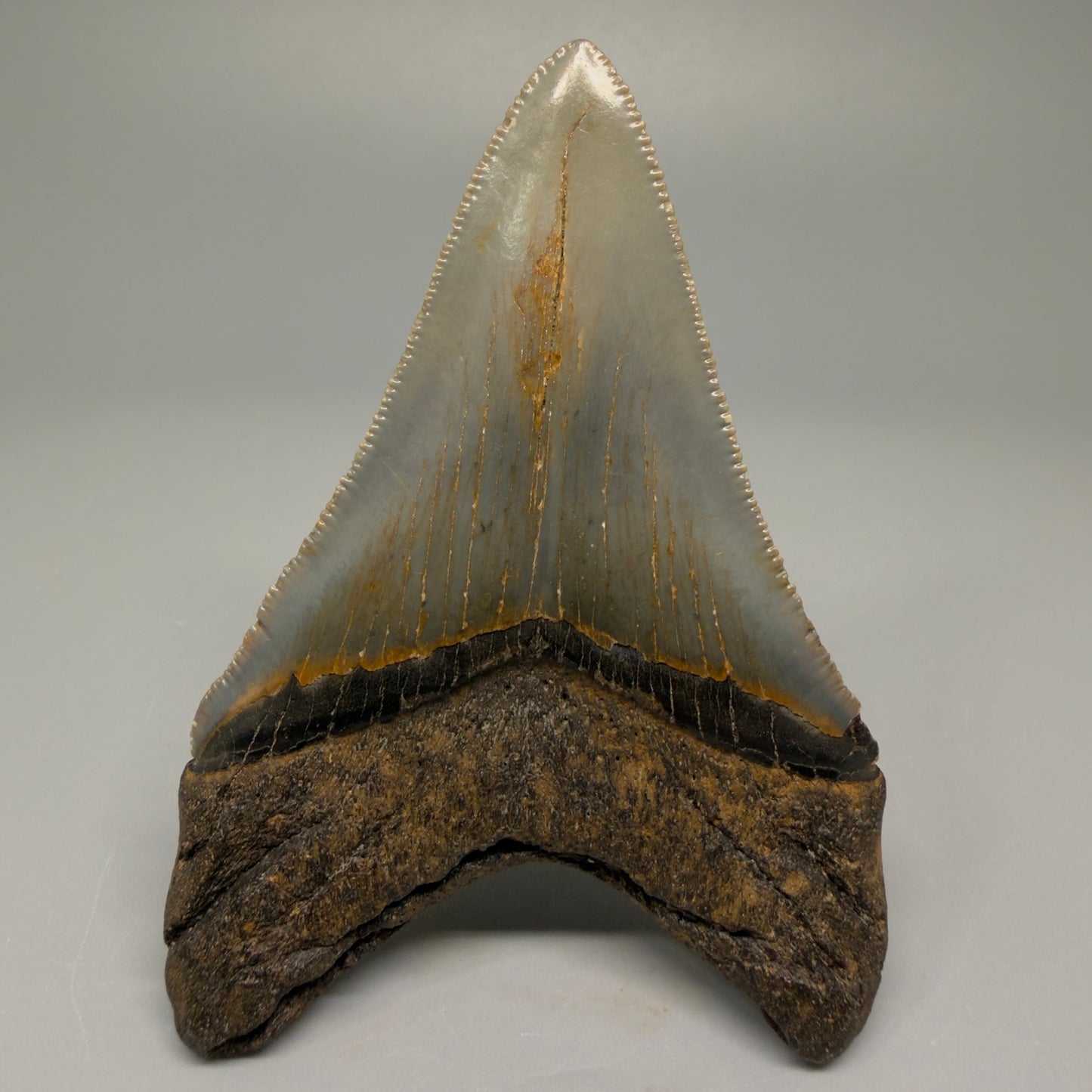 Colorful lower 3.68" Fossil Megalodon Tooth from North Carolina CM5396 - Back 