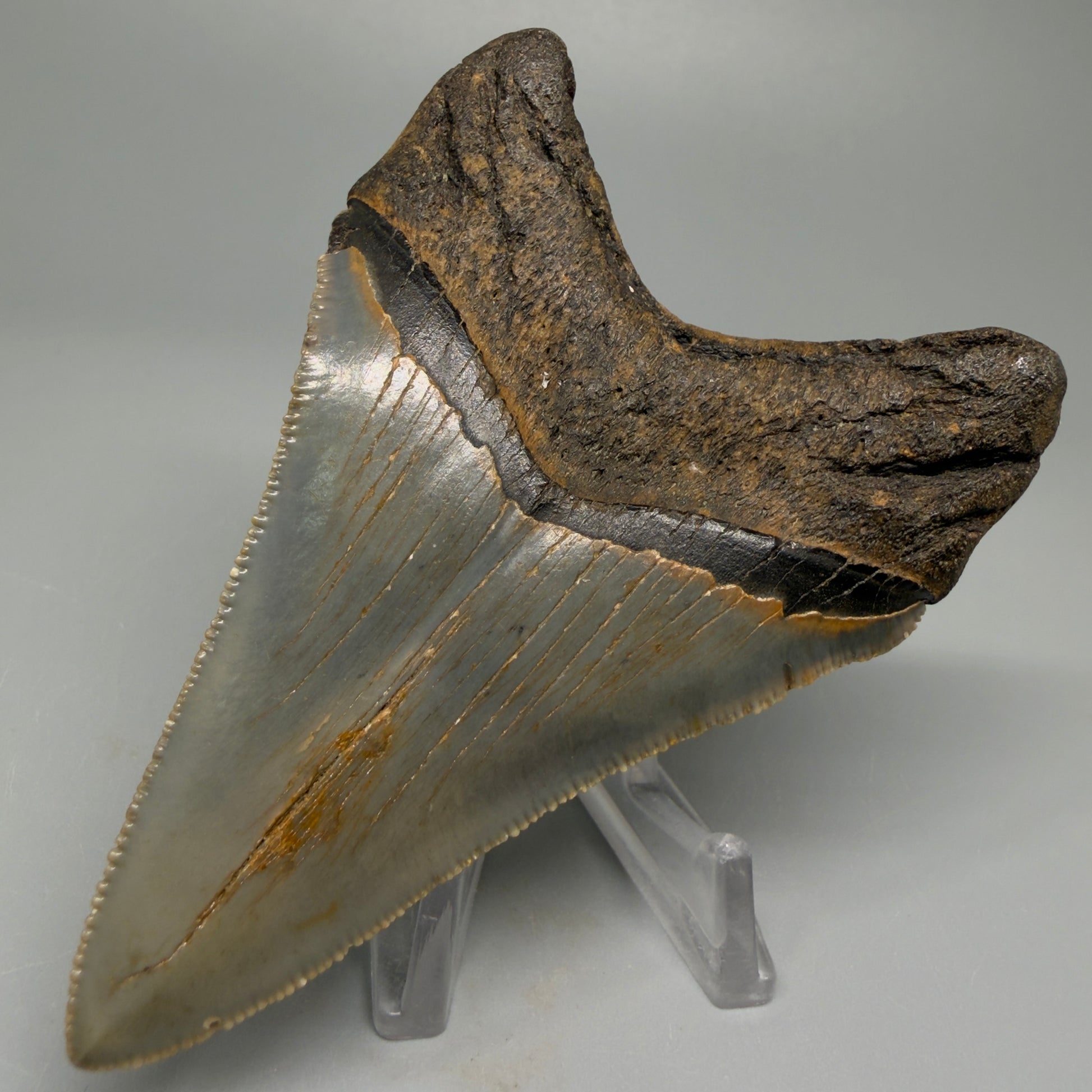 Colorful lower 3.68" Fossil Megalodon Tooth from North Carolina CM5396 - Back  Right