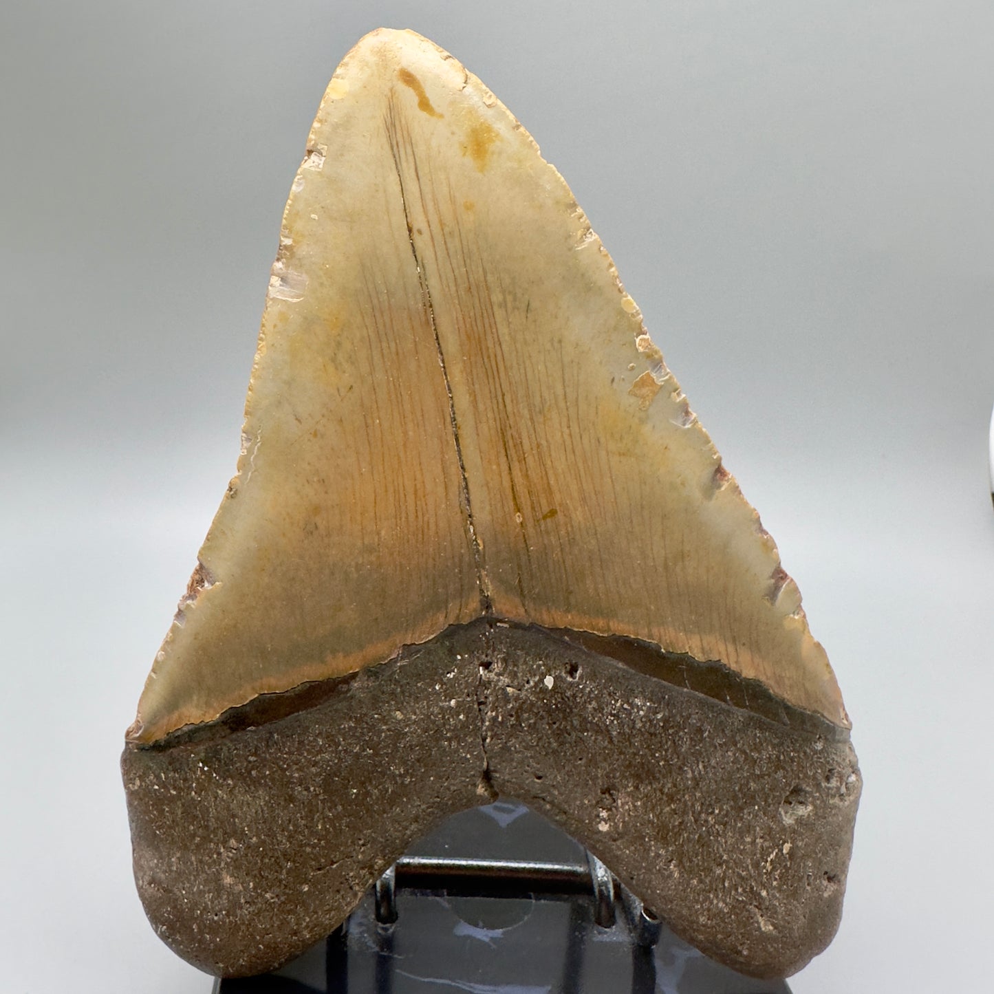 LARGE 6.05" Fossil Megalodon - Wilmington North Carolina CM4634 - Back
