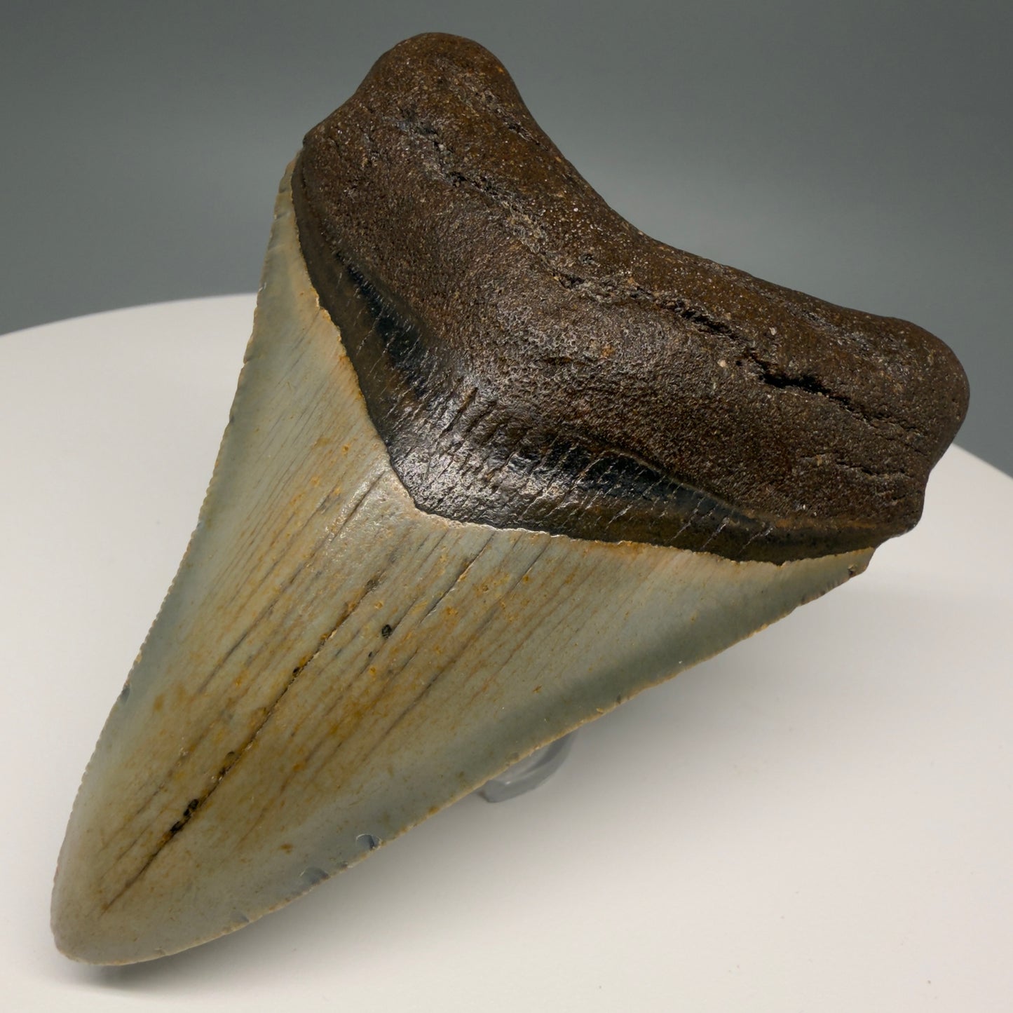 Front Right View Colorful 3.87" Fossil Megalodon Tooth from North Carolina - megalodonteeth.com CM580