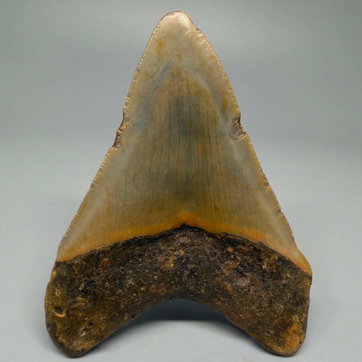 Colorful 3.67" Fossil Megalodon Tooth from North Carolina CM5386 - Back