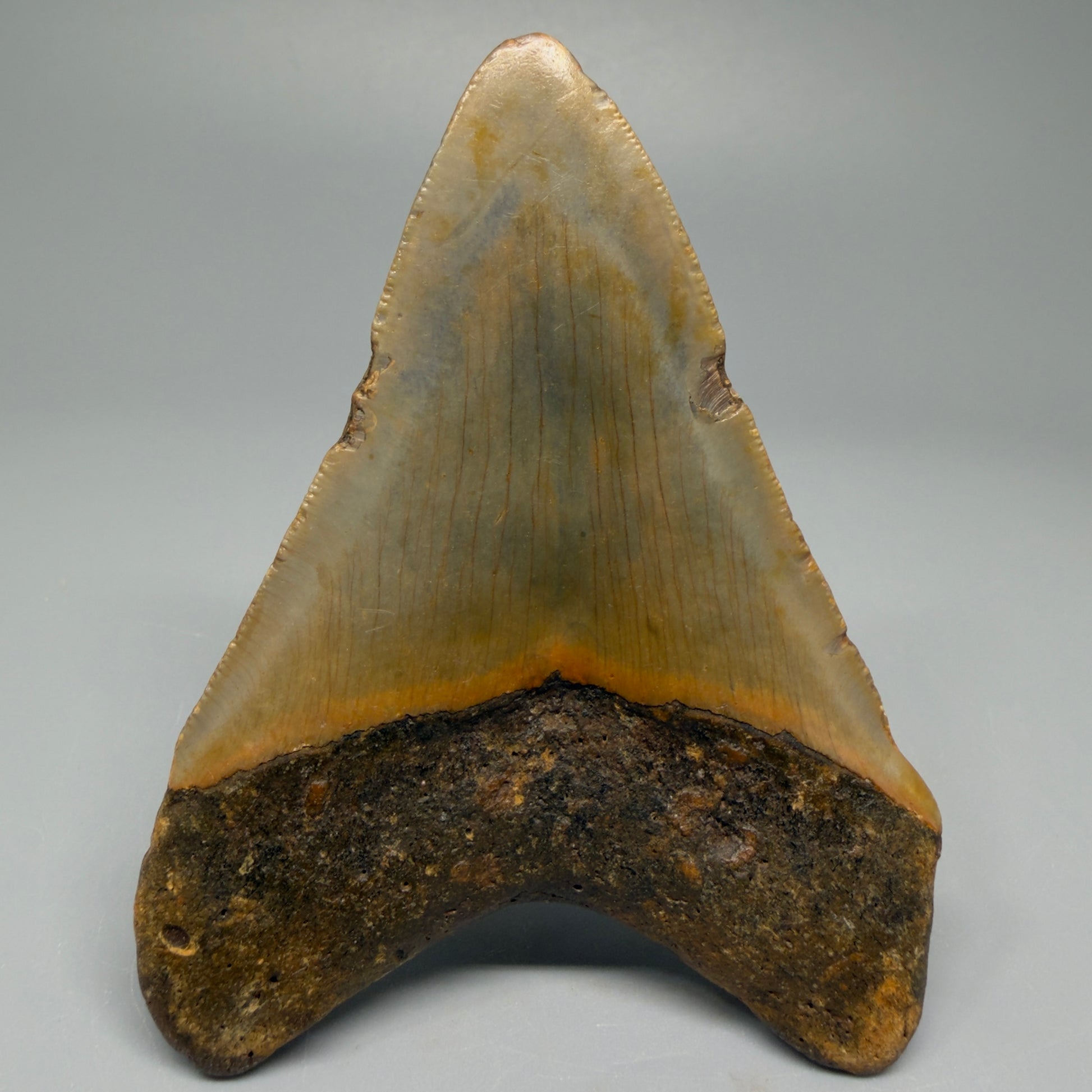 Colorful 3.67" Fossil Megalodon Tooth from North Carolina CM5386 - Back