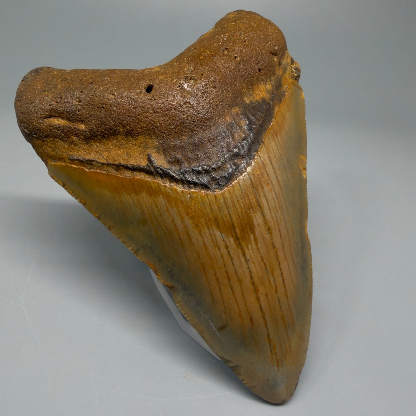 Colorful 3.67" Fossil Megalodon Tooth from North Carolina CM5386 - Front Left