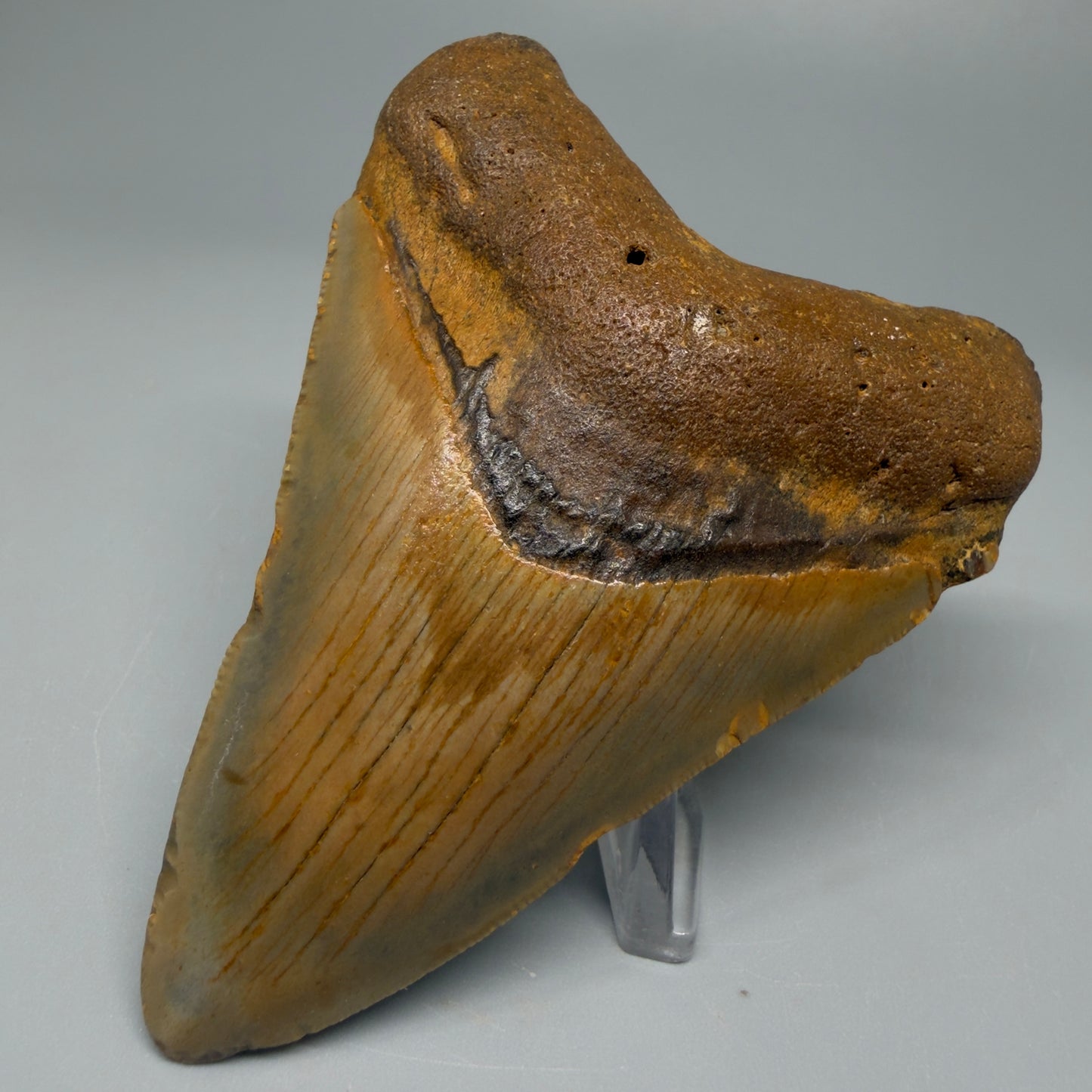 Colorful 3.67" Fossil Megalodon Tooth from North Carolina CM5386 - Front Right