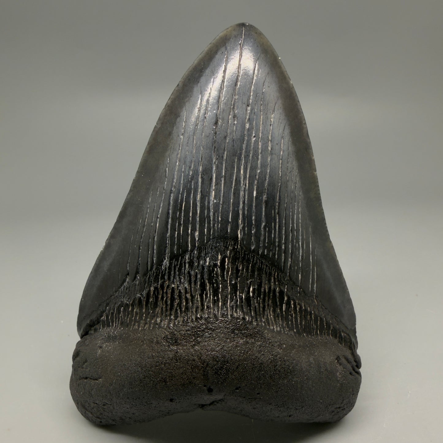 Front View Dark colors 4.34" Megalodon Tooth from South Carolina CM6258 - 1 
