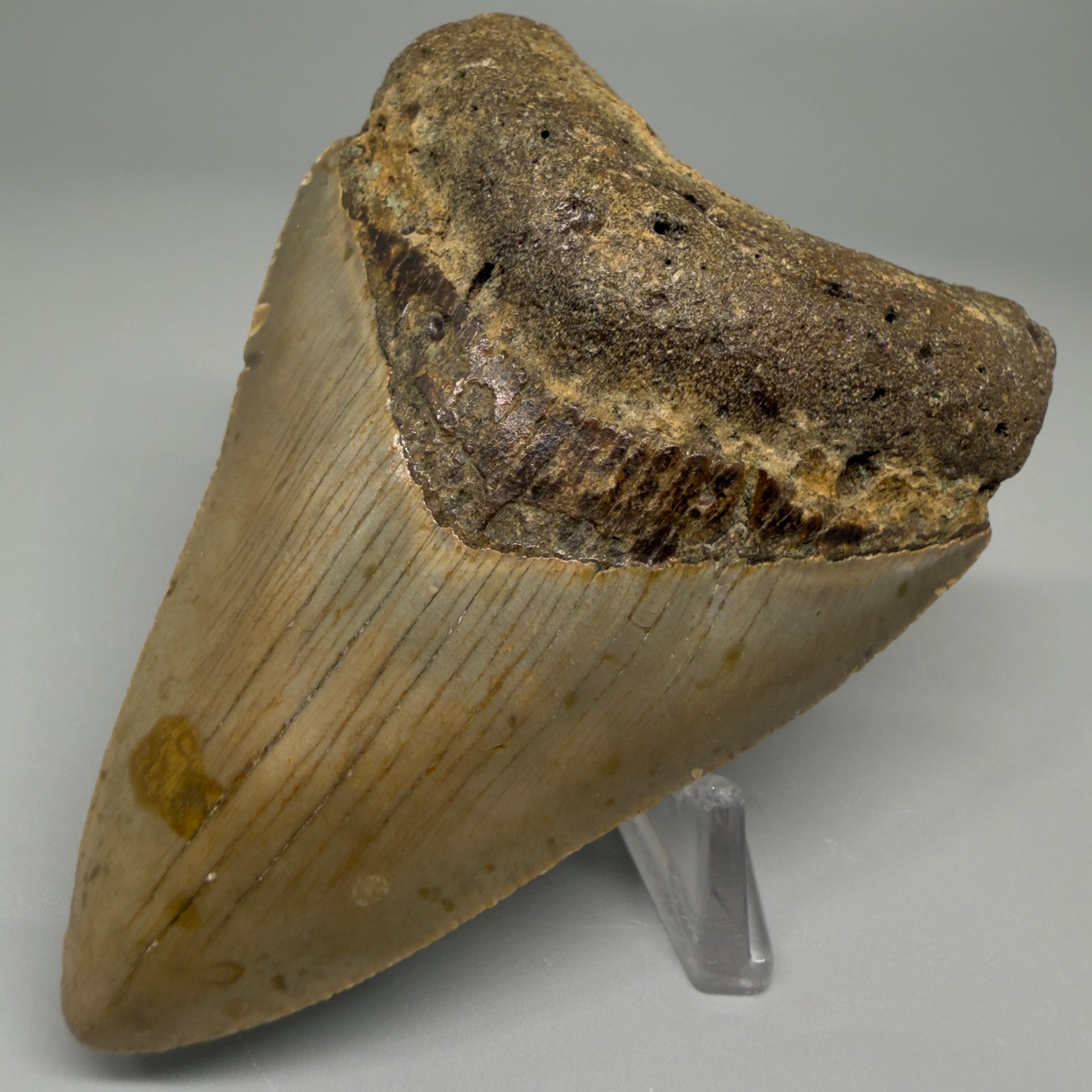 Right angled front view of 3.43-inch Megalodon tooth from North Carolina, genuine fossil with natural coloration