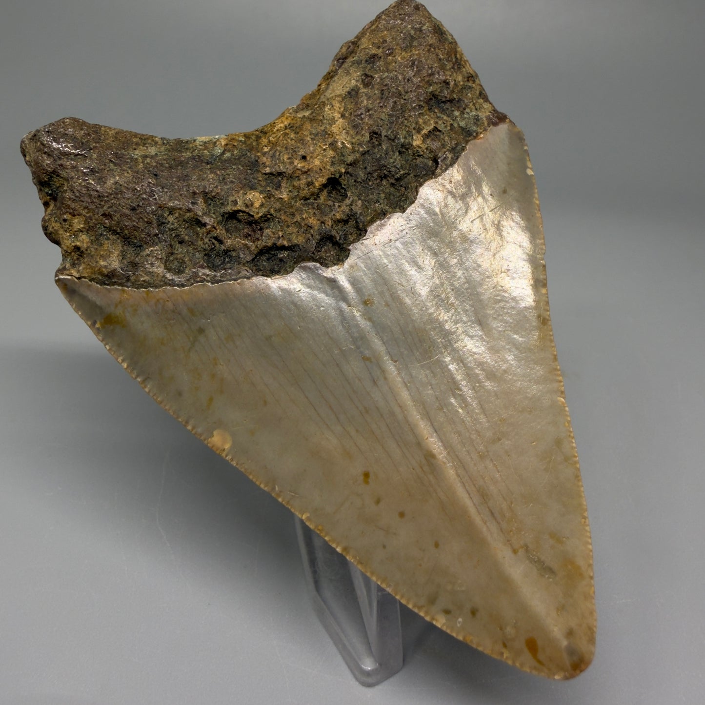 Back left angle of authentic 3.43-inch Megalodon tooth fossil, sourced from offshore North Carolina sediments