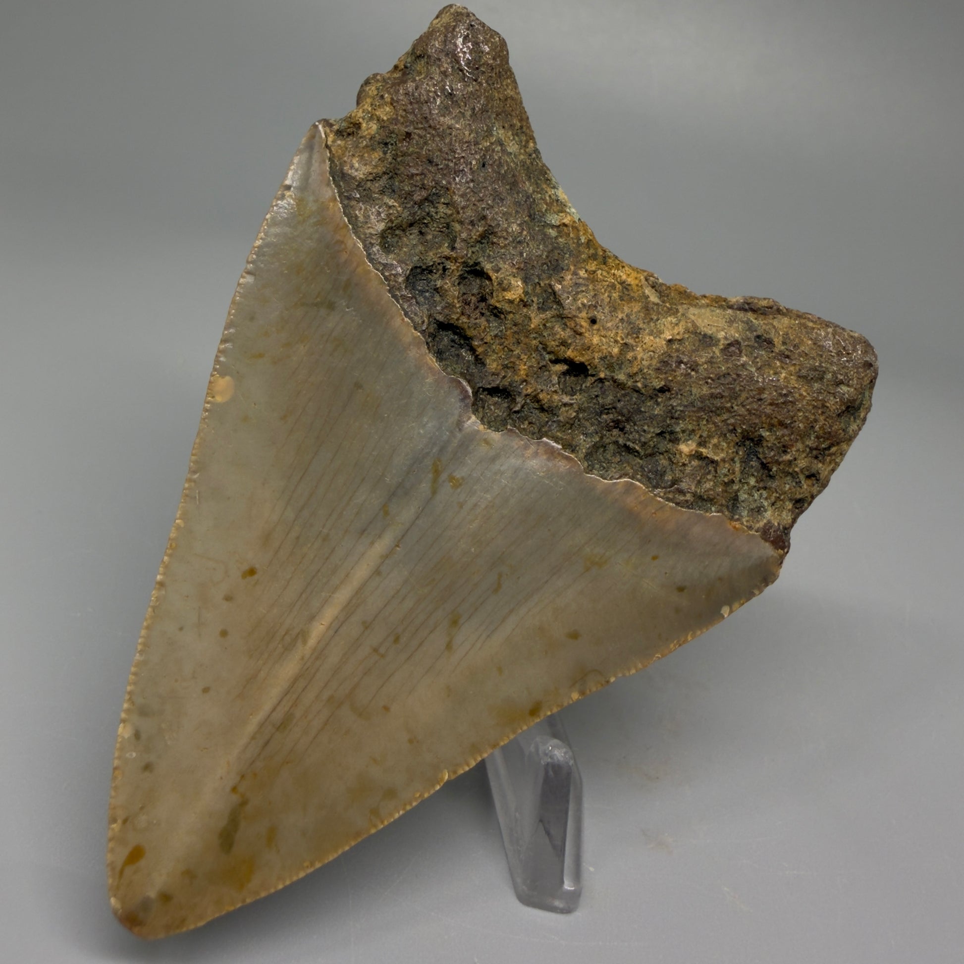 Back right view of 3.43-inch Megalodon tooth from North Carolina, showing natural fossil texture and root structure