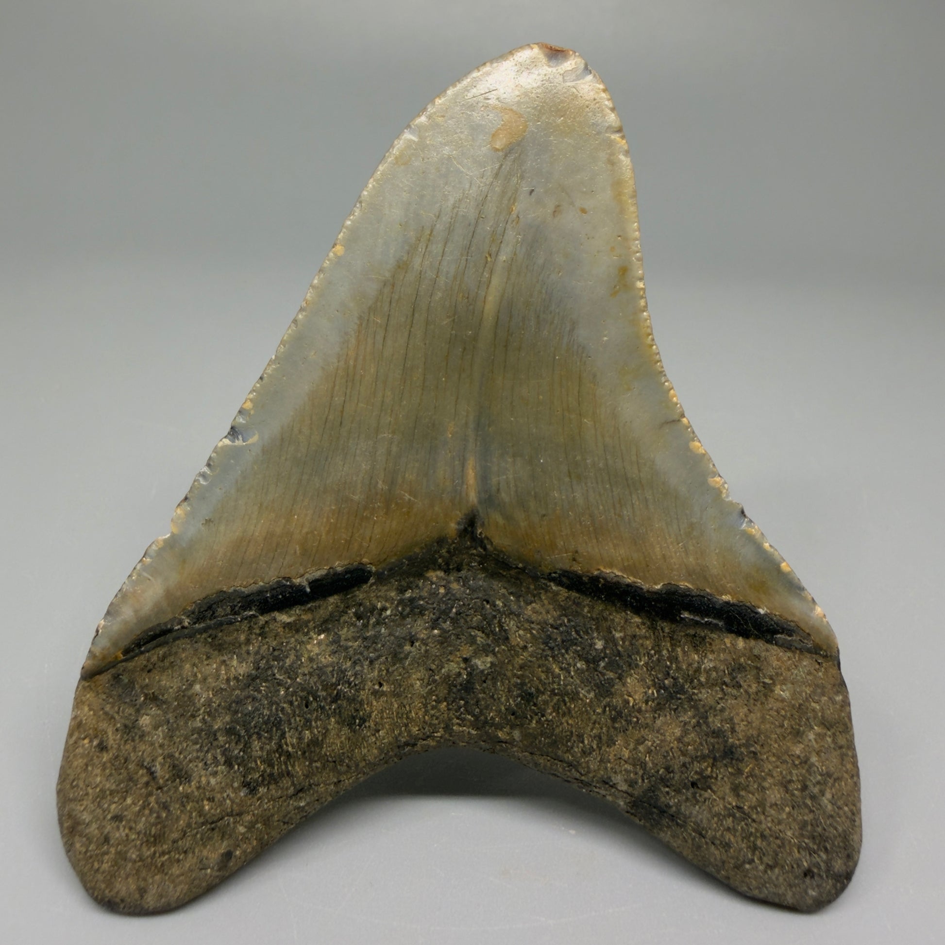 Back View 3.17″ Authentic Megalodon Tooth from Offshore North Carolina CM5382 