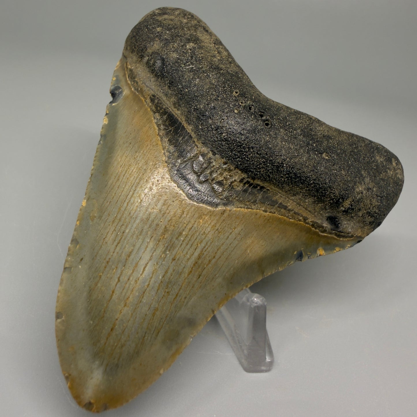 Front Right View 3.17″ Authentic Megalodon Tooth from Offshore North Carolina CM5382 