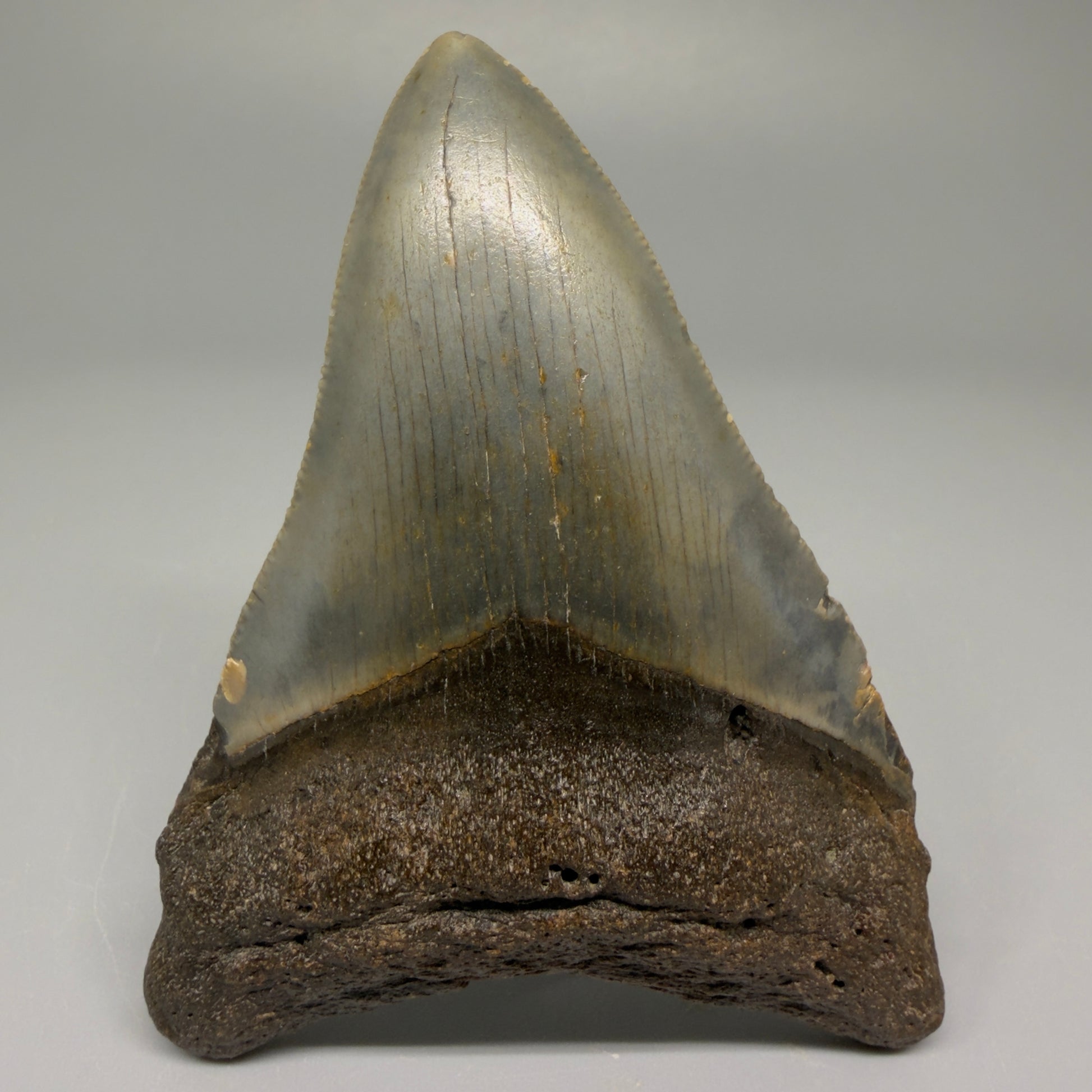 Front angle 3.43″ Authentic Megalodon Tooth – North Carolina Fossil CM5384