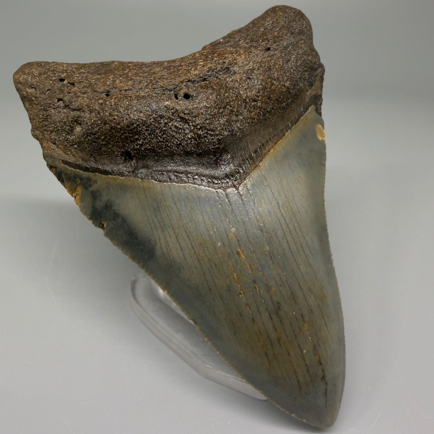 Front Left angle 3.43″ Authentic Megalodon Tooth – North Carolina Fossil CM5384