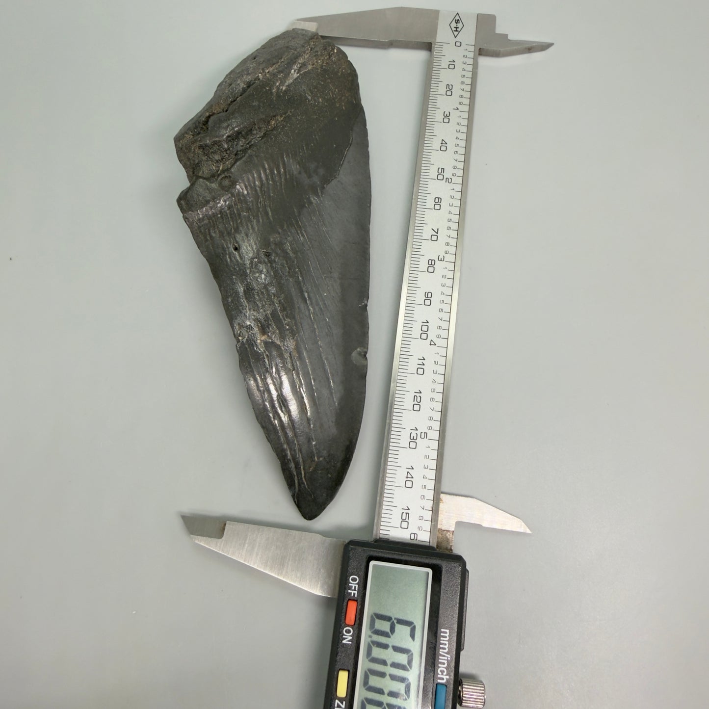 Front View in calipers  Large, affordable 6.00" Fossil Monster Megalodon Tooth - South Carolina, USA CM6264