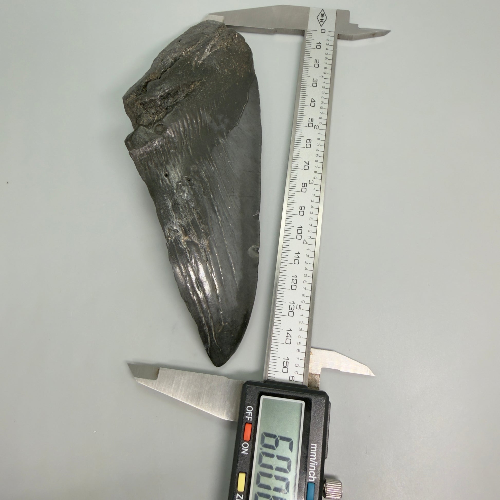 Front View in calipers  Large, affordable 6.00" Fossil Monster Megalodon Tooth - South Carolina, USA CM6264