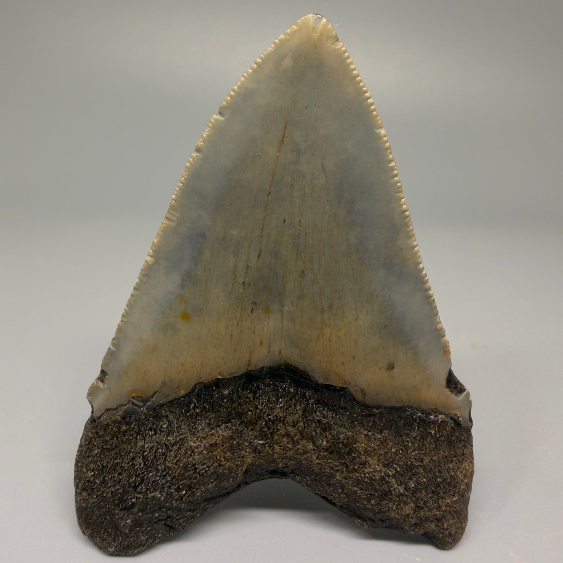 Back View 3.28″ Authentic Megalodon Tooth from Offshore North Carolina CM5383 