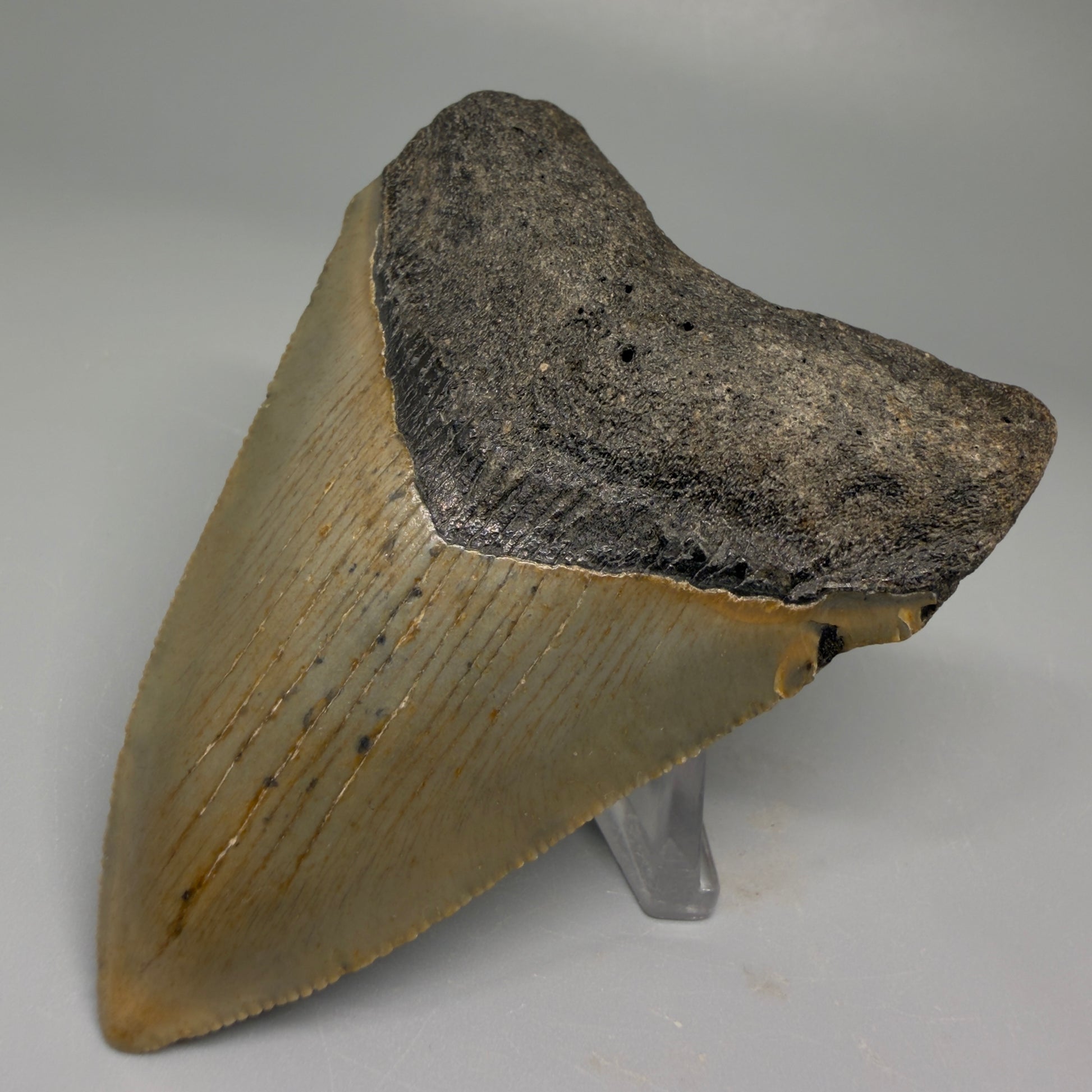 Front Right View 3.28″ Authentic Megalodon Tooth from Offshore North Carolina CM5383