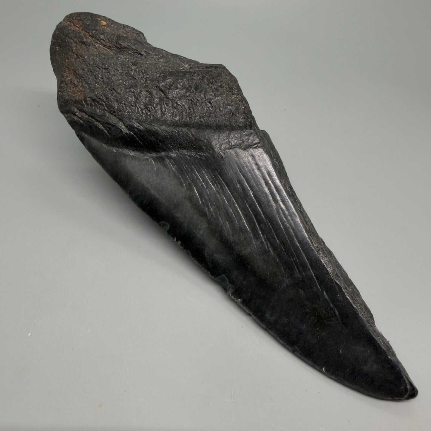 Back Left View Large, affordable 6.00" Fossil Monster Megalodon Tooth - South Carolina, USA CM6264