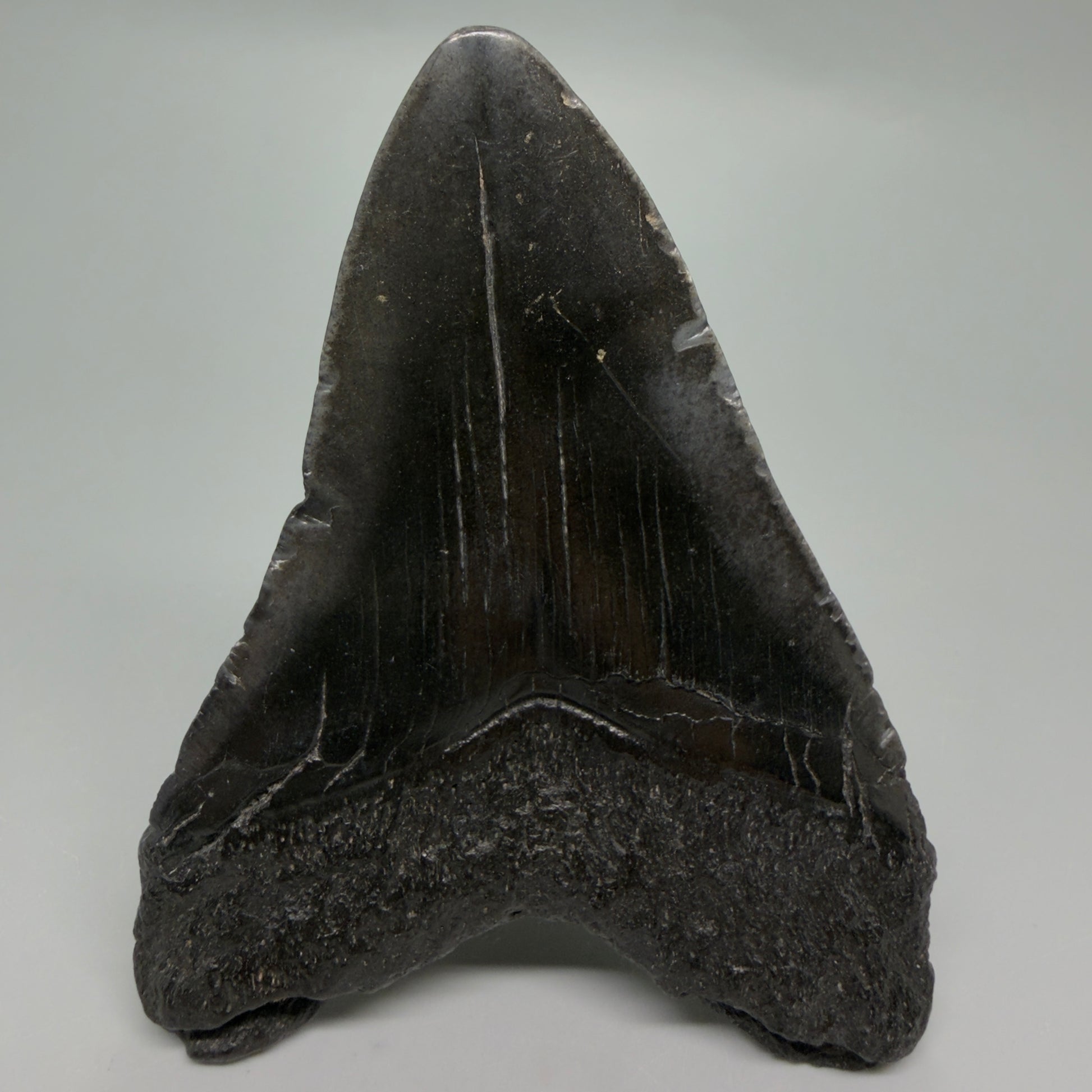 Back View Dark colors 3.84" Megalodon Tooth from South Carolina CM6254