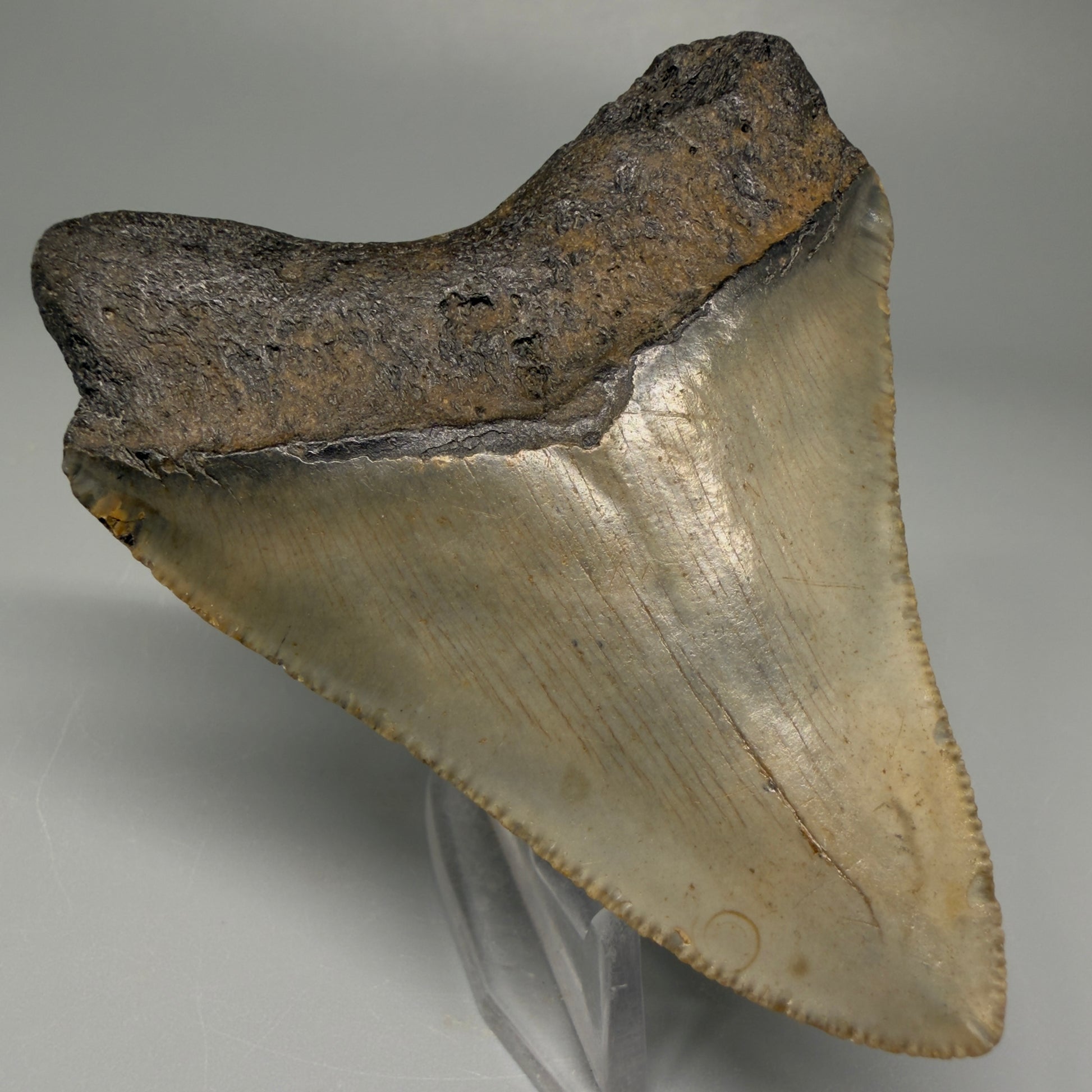 Back View 3.12″ Authentic Megalodon Tooth from Offshore North Carolina CM5381