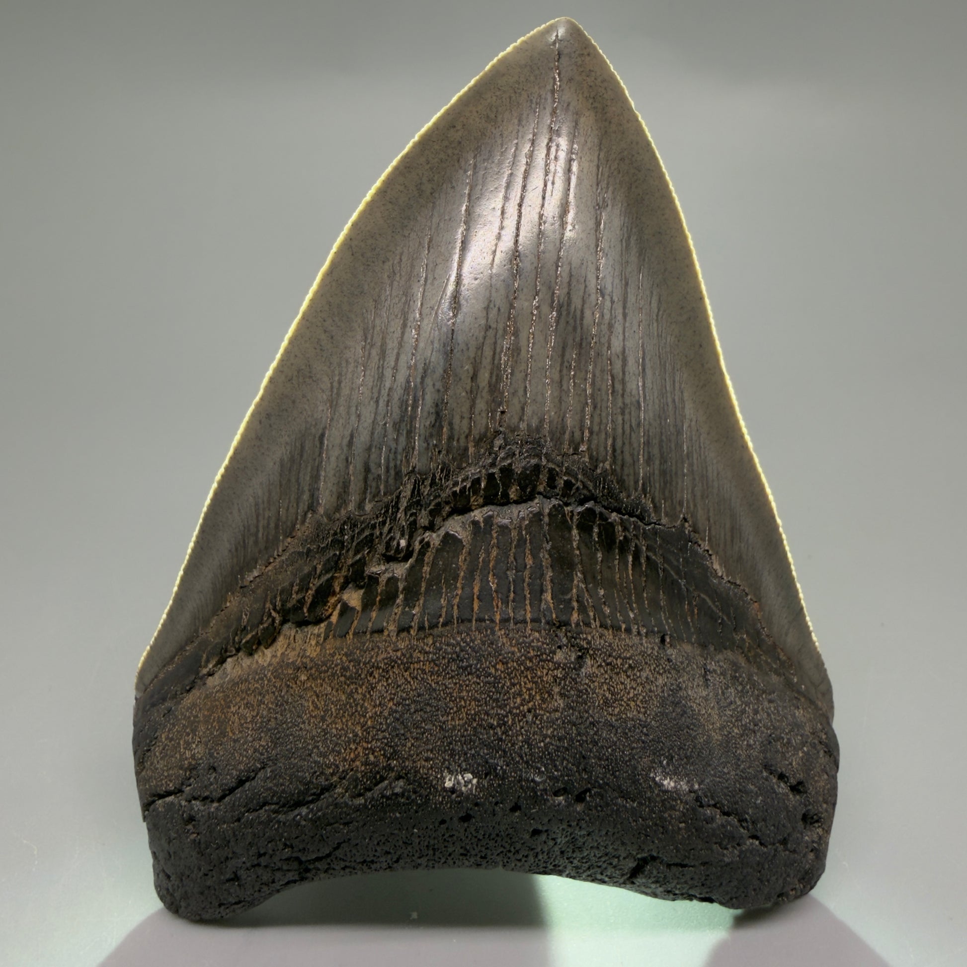 Front View Authentic 4.04" Collector Megalodon Tooth from South Carolina – Very Colorful CM6255 - 4