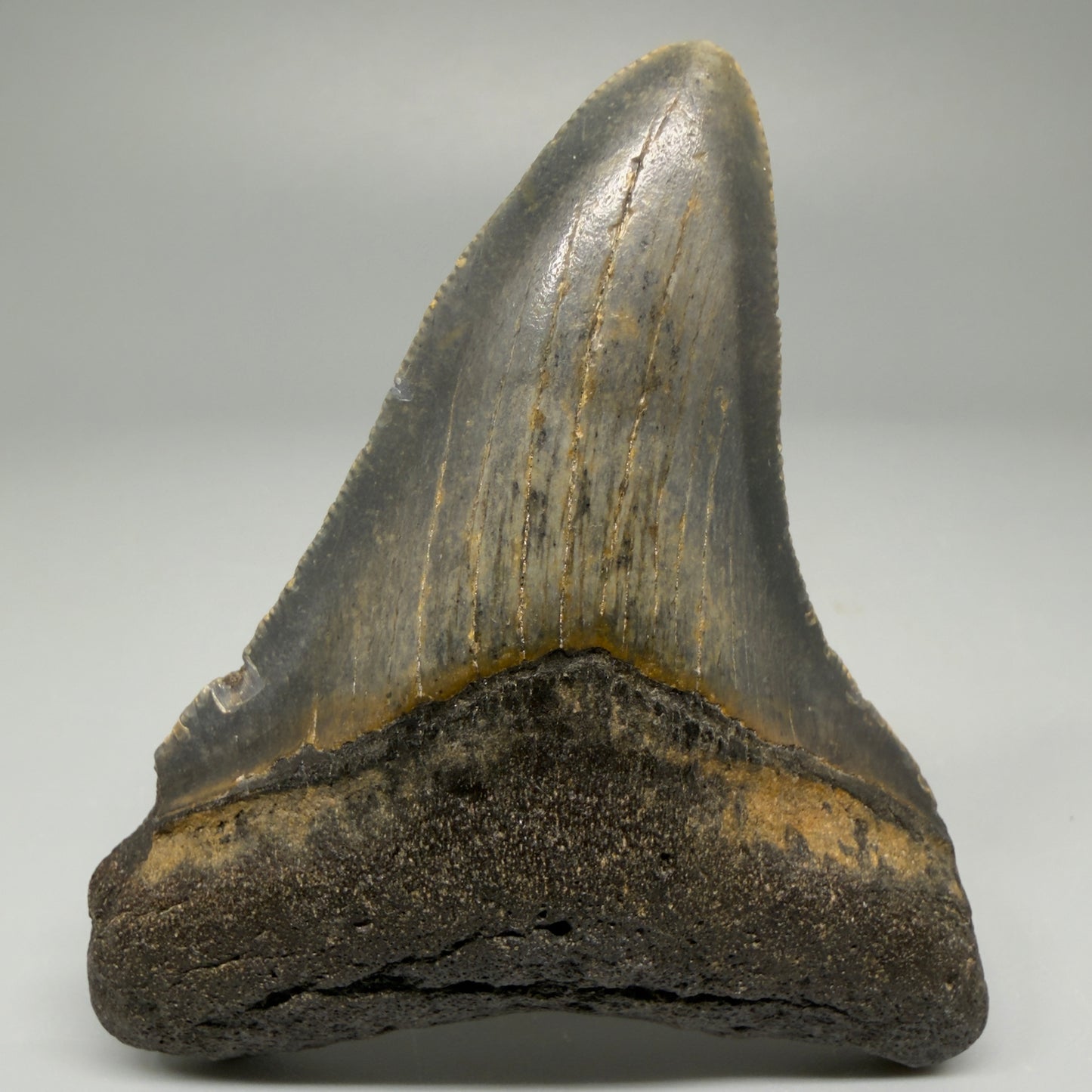 Front View 3.11″ Authentic Megalodon Tooth from Offshore North Carolina CM5392 