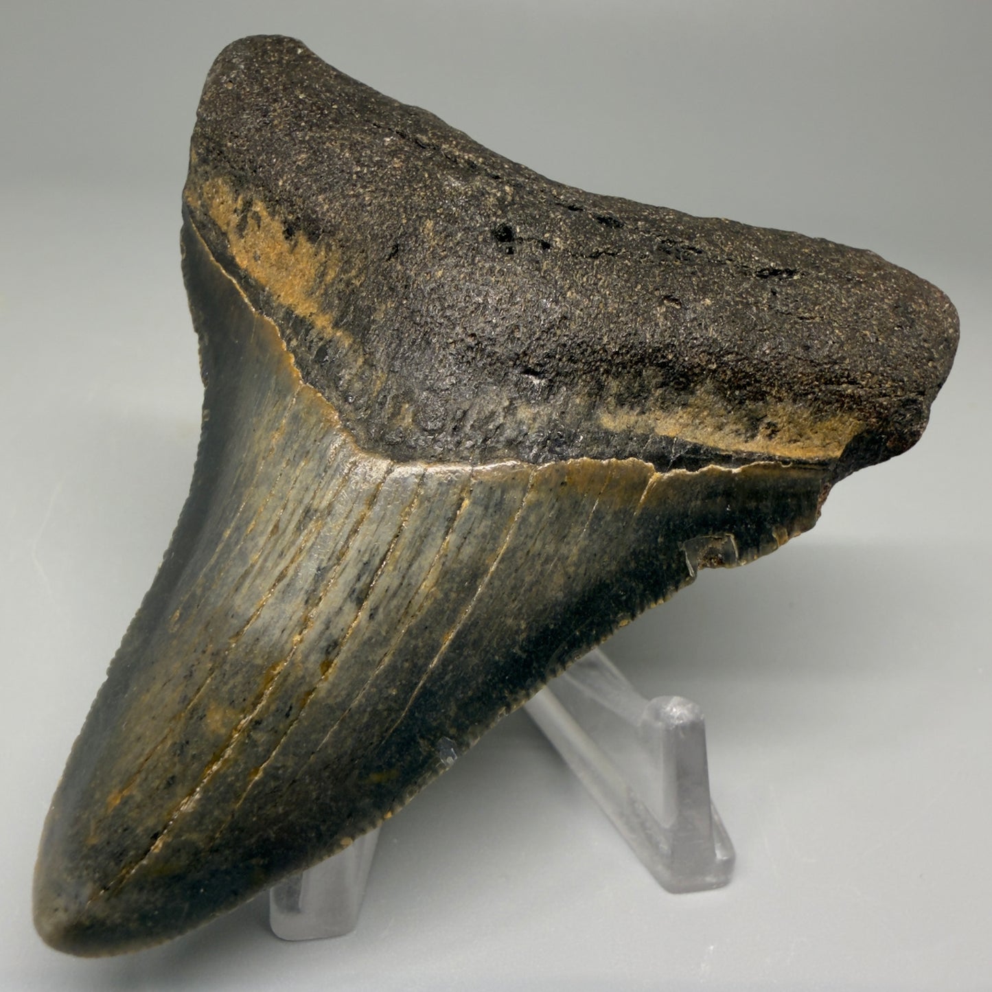 Front Right View 3.11″ Authentic Megalodon Tooth from Offshore North Carolina CM5392 