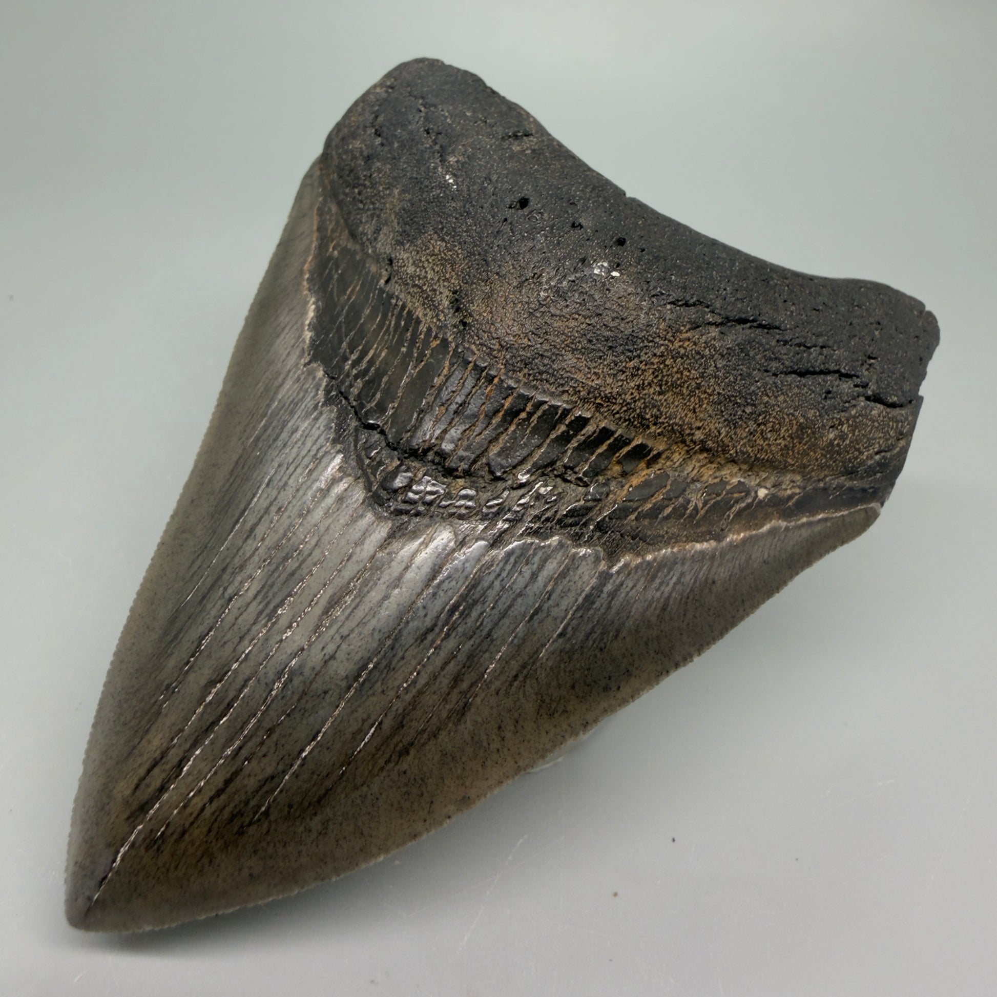 Front Right View Authentic 4.04" Collector Megalodon Tooth from South Carolina – Very Colorful CM6255