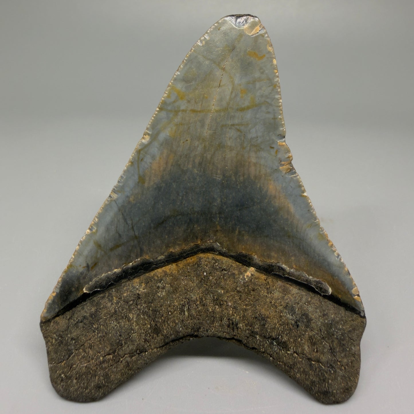 Back view 3.33-inch authentic Megalodon tooth fossil from North Carolina, showing natural enamel and root detail CM5394 
